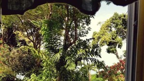 Vista desde una ventana a un jardín exuberante con diversas plantas y árboles.