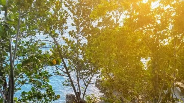 Una escalera conduce a una playa, con barandilla a un lado y árboles al otro.