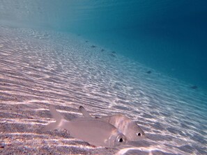 Serviettes de plage
