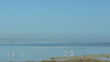 Plage, chaises longues