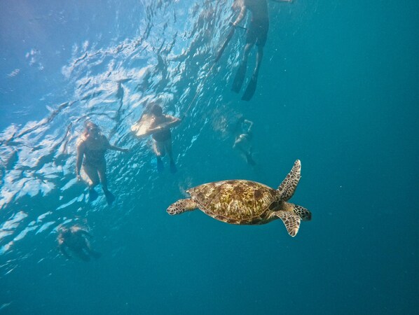A sea turtle swimming in clear blue water with people snorkeling in the background.
