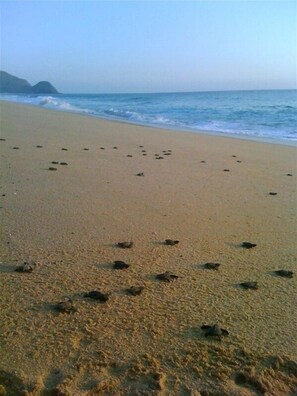 Rannalla, aurinkotuoleja, rantapyyhkeitä