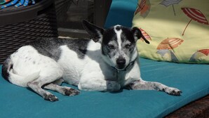 Un chien est allongé sur un canapé de couleur turquoise, dont l’armature est en osier. Sur le canapé, on aperçoit un coussin jaune orné d’un motif représentant un parasol de plage. Un panier en osier se trouve à l’arrière-plan.