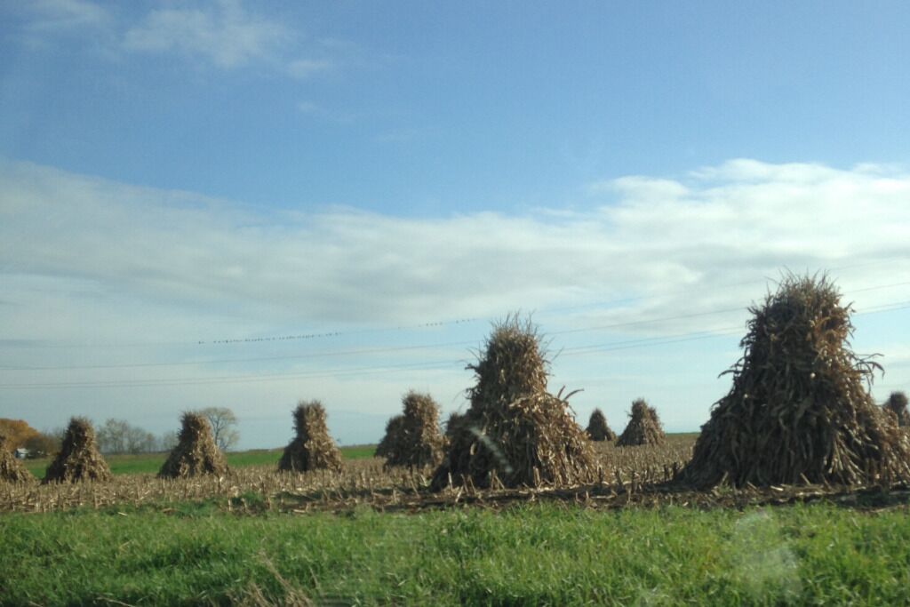 Un paisaje rural con hileras de pacas de heno en un campo.