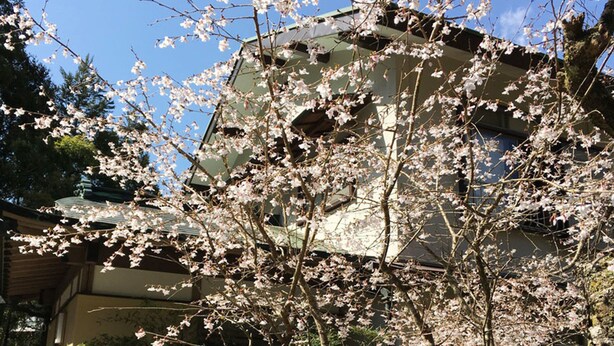 A traditional building with multiple windows and a sloped roof, surrounded by cherry blossom trees. - YUPOPPO Hakone (Hakone)