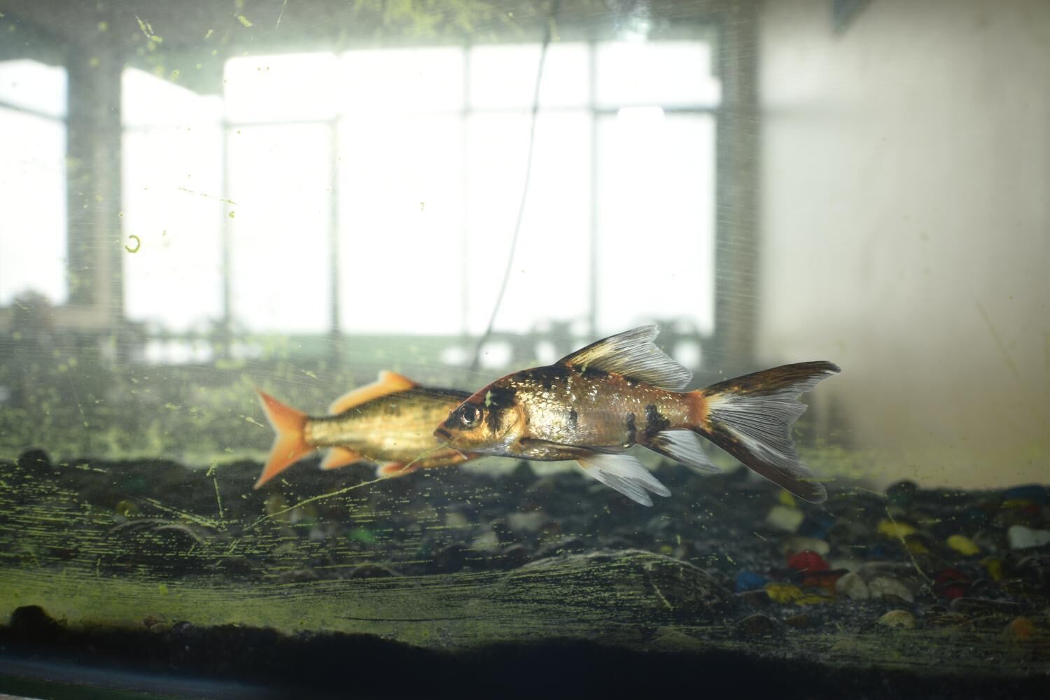 Un pesce in un acquario con sfondo sfocato.