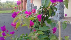 A garden with bougainvillea plants in front of a building with stone pillars and a tiled roof.