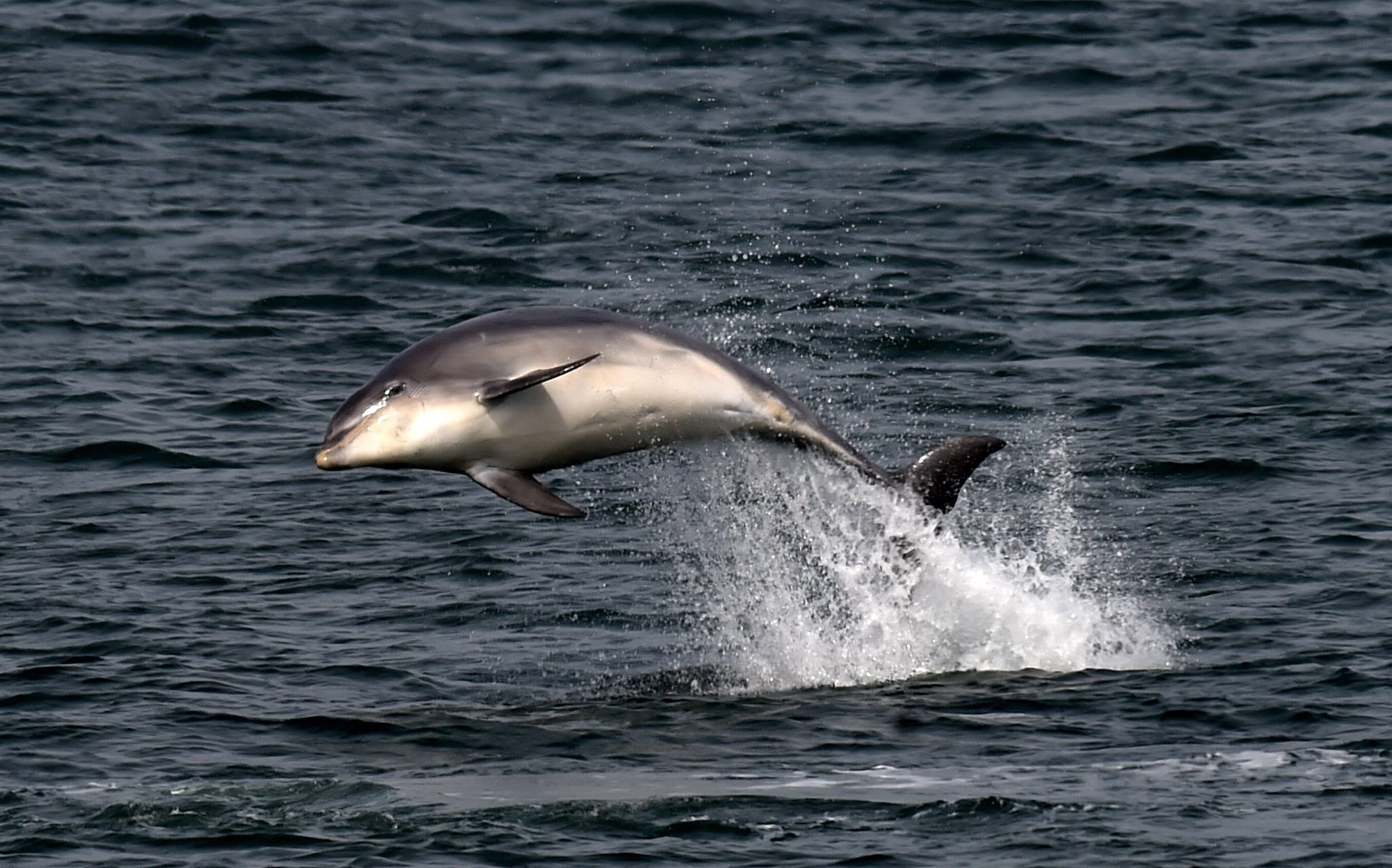 A dolphin leaping out of the water.