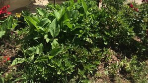 Un espace extérieur abrité, doté de tables et de chaises, et entouré de verdure et de plantes.