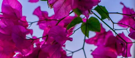 A close-up of vibrant pink flowers against a blurred sunset background.