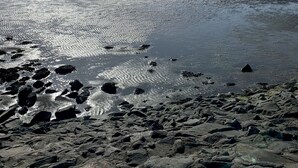 Rantaviiva, jossa on kivikkoista maastoa ja tyyni vesi, joka heijastaa auringonvaloa.