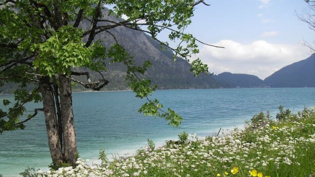Un lac avec un arbre et des fleurs sauvages au premier plan, des montagnes en arrière-plan et un ciel dégagé.