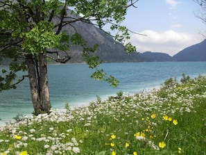 Um lago com uma árvore e flores silvestres ao primeiro plano, montanhas ao fundo e um céu claro.