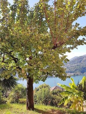 Ein Baum mit Blick auf einen See und Berge im Hintergrund.