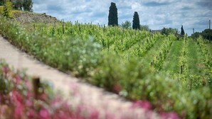 A vineyard with rows of grapevines, a stone wall, and tall trees in the background. - Luxury Chianti in La Farfalla (Greve in Chianti)