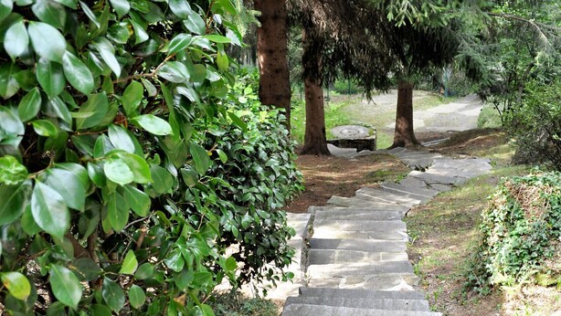 Una escalera de piedra rodeada de follaje verde y árboles frondosos.