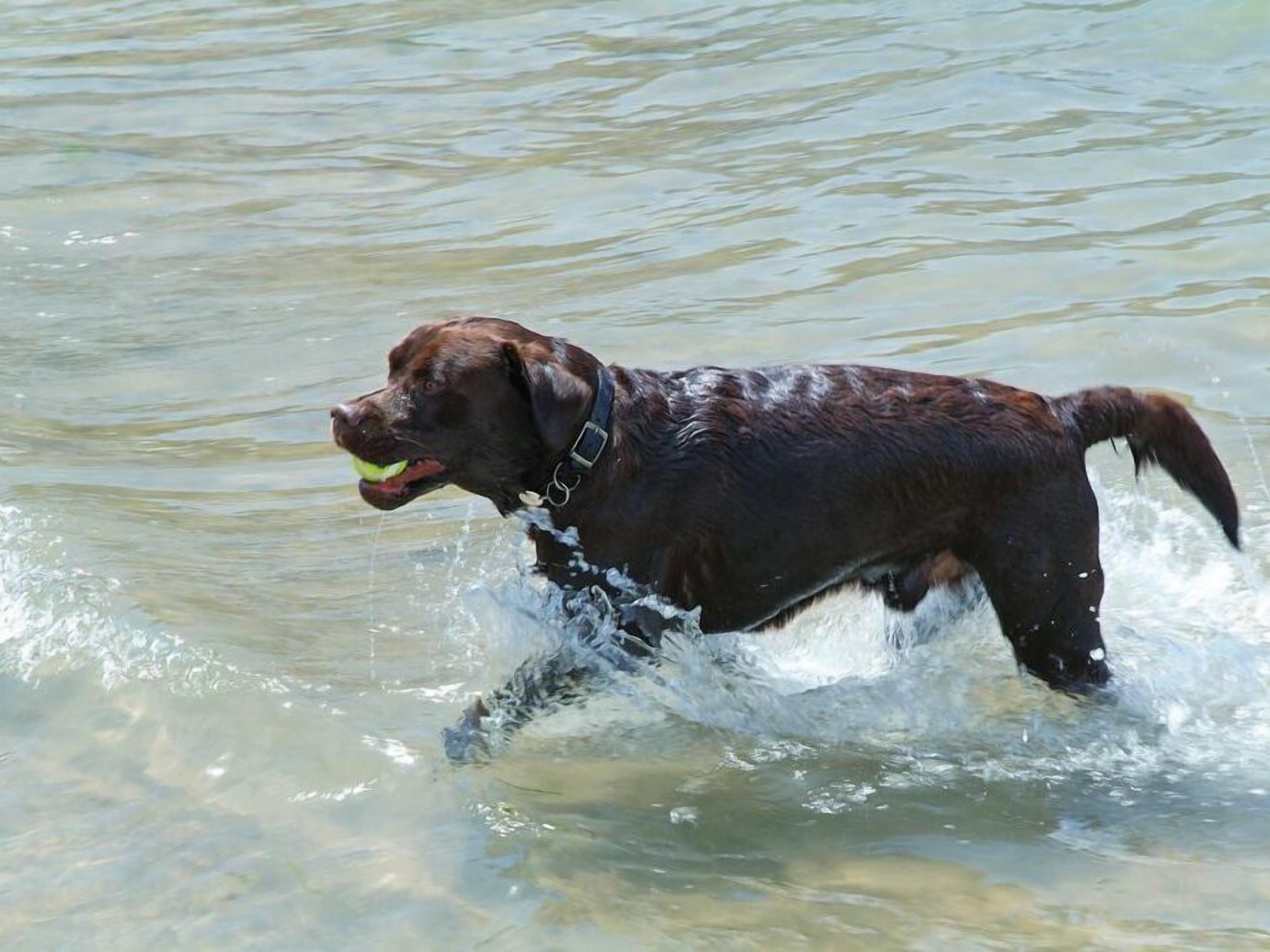 A dog in water.