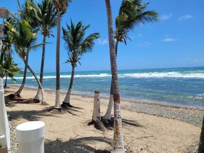 A beach with palm trees and a clear view of the ocean.