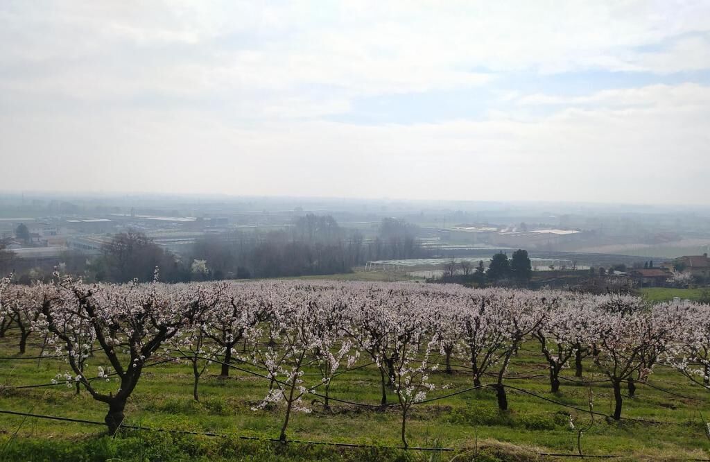 A vineyard with rows of flowering trees, a distant view of a town, and a cloudy sky.