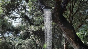 Un entorno natural tranquilo con una fuente de agua, rodeado de rocas y árboles.