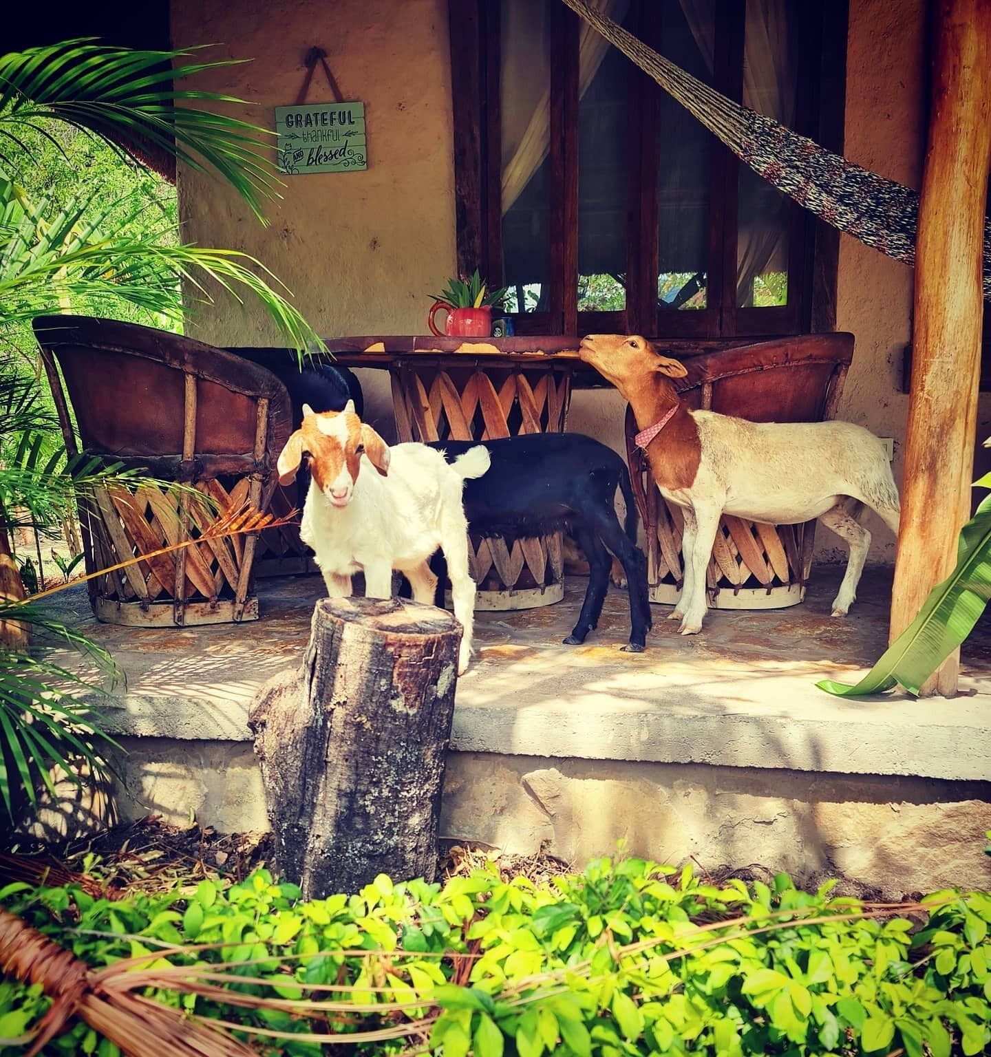 basic cabin (rosa elena) | terrace/patio