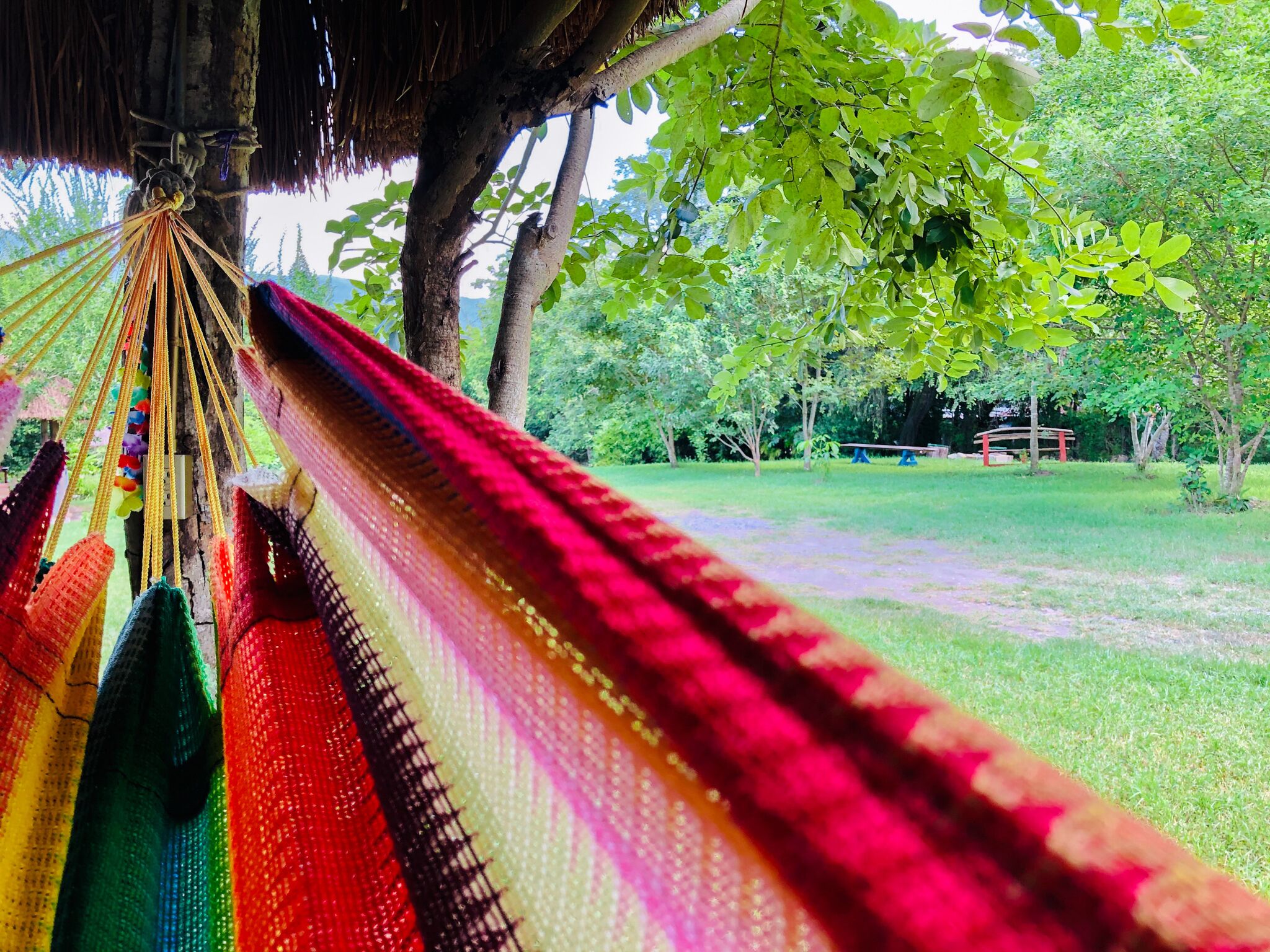 A hammock hanging from a tree in a lush, green park with a bench in the background.
