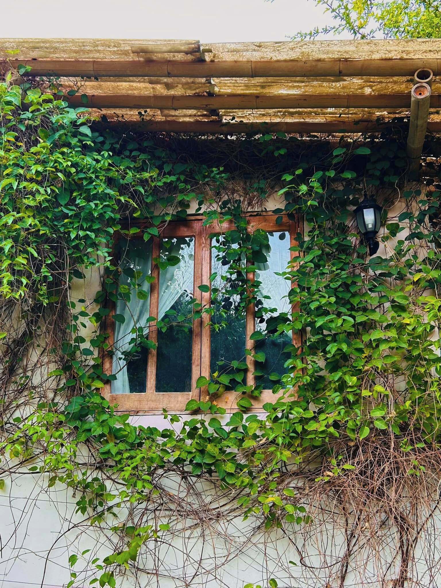 Ein Fenster mit Holzrahmen, teilweise von dichtem Grünwerk verdeckt.