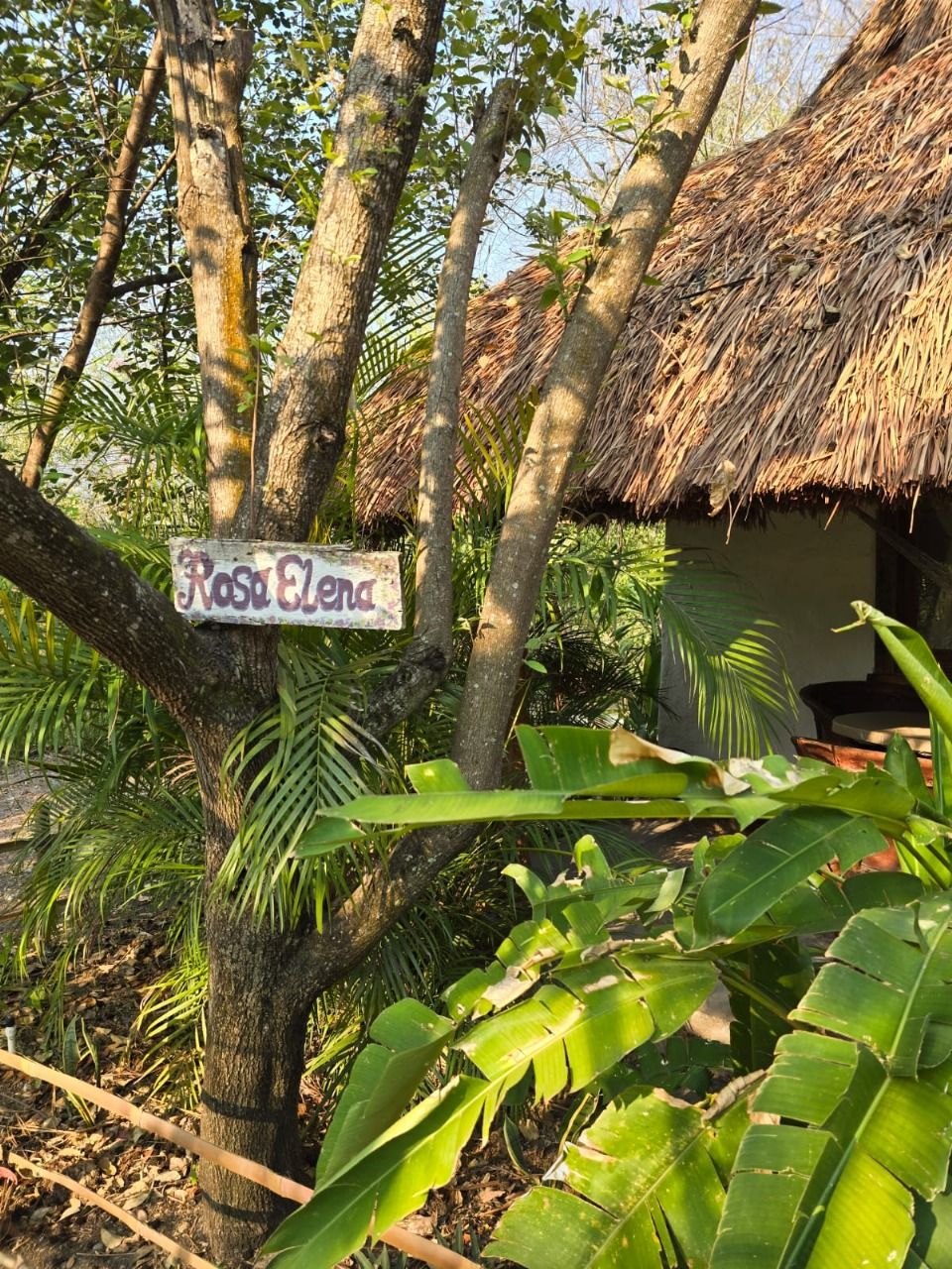 A tree with a sign reading "Rosa Elena" and a thatched-roof structure in the background.