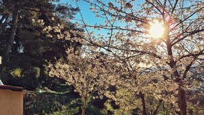 A tree-lined outdoor area with sunlight filtering through branches.