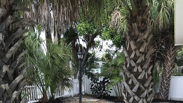 A garden with palm trees, stepping stones, and potted plants. - STEPS TO GULF BEACH! (Holmes Beach)