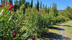 A garden pathway surrounded by lush greenery and flowering plants. - Villa San Martino (Pomarance)