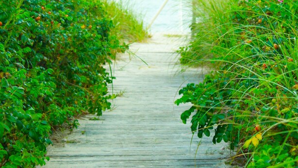 Un sentier en bois menant à une plage, bordé d’une végétation luxuriante.