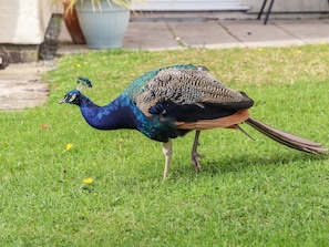 Explore the serene garden, home to a majestic peacock with its stunning plumage on display.