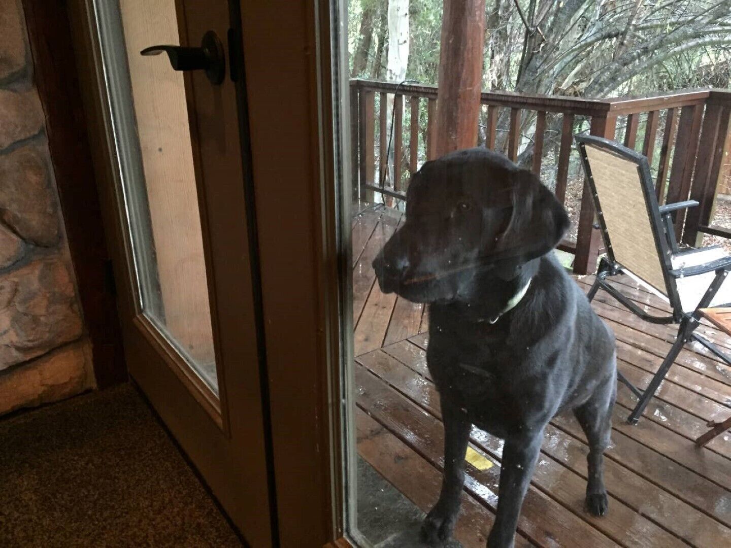 Dogs love it here