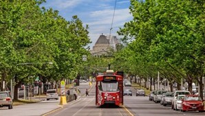 A tram on a tree-lined street with cars parked on the side.