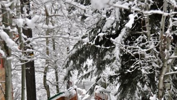 Un sendero de madera cubierto de nieve con barandillas, rodeado de árboles cargados de nieve.