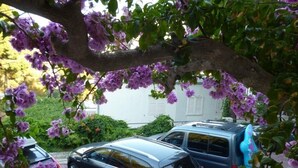 A parking area with cars and a tree with purple flowers.