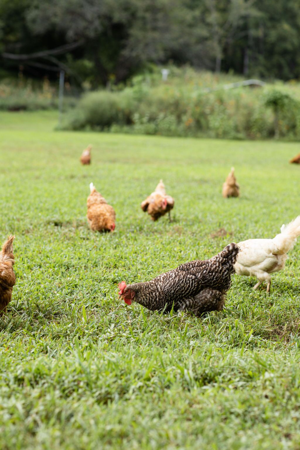Un campo cubierto de hierba con varias gallinas.