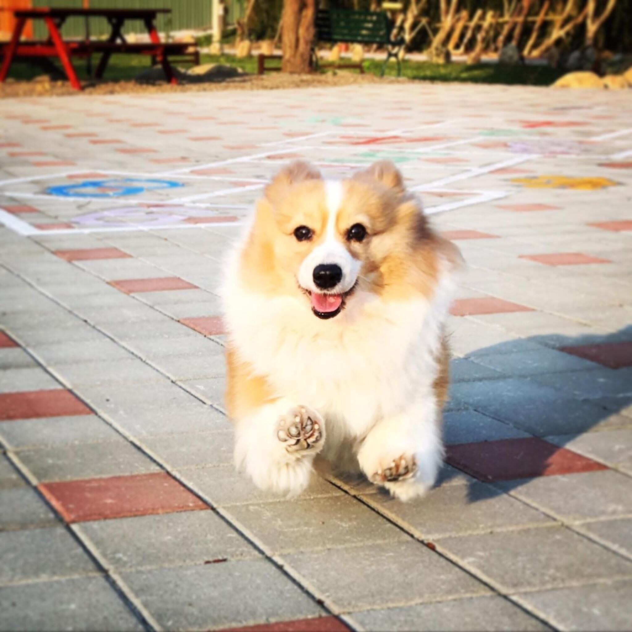 A dog running on a patterned pavement.