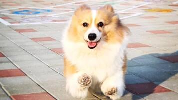 A dog running on a patterned pavement.
