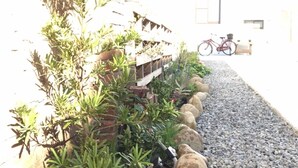 A narrow pathway flanked by plants and a bicycle parked against a building. - Tree House Café & Homestay (Tongluo)
