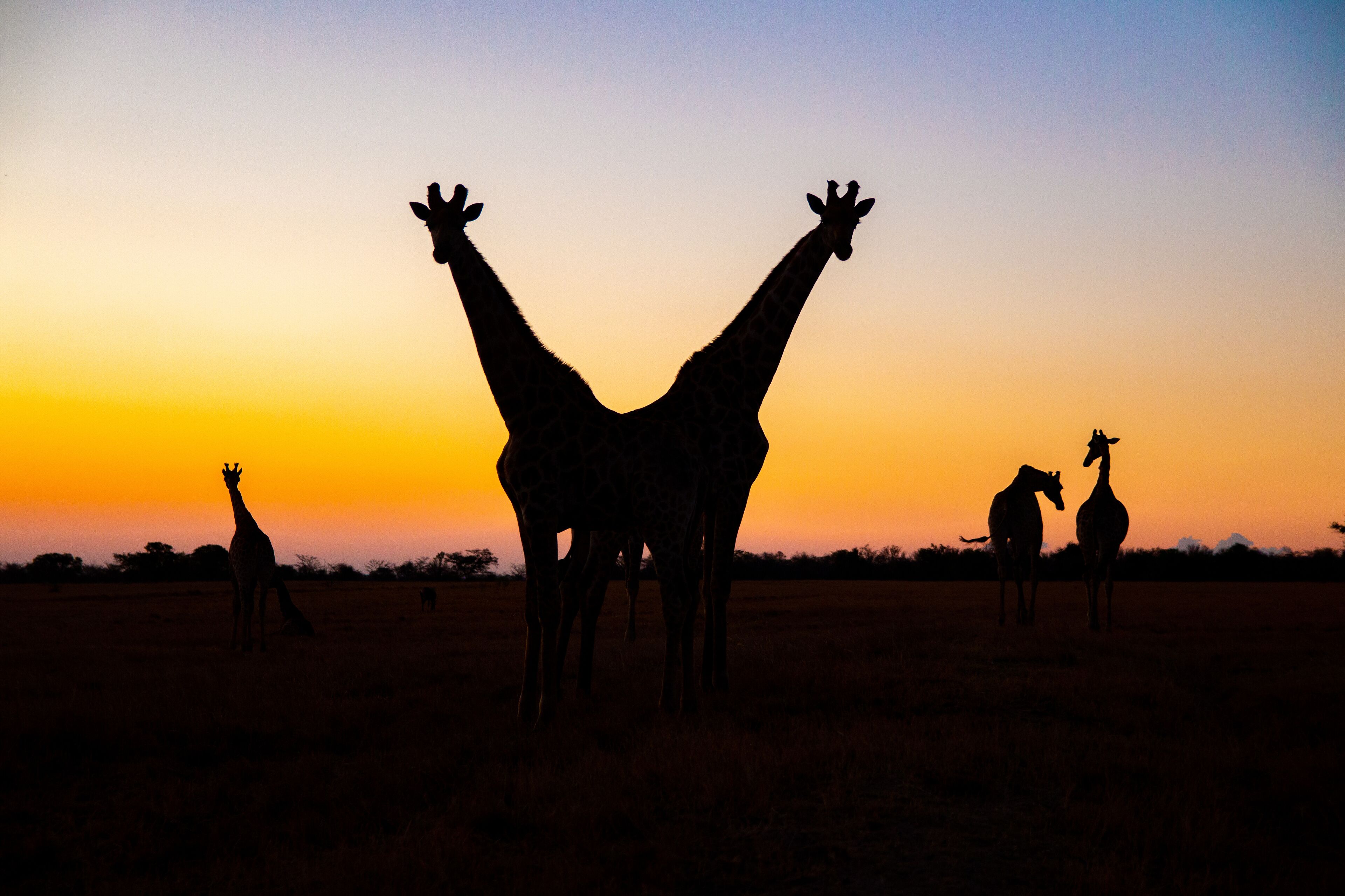 A silhouette of a giraffe with a V-shaped neck against a sunset sky.
