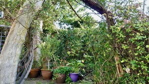 Property grounds - Coopers Cottage (Rye)