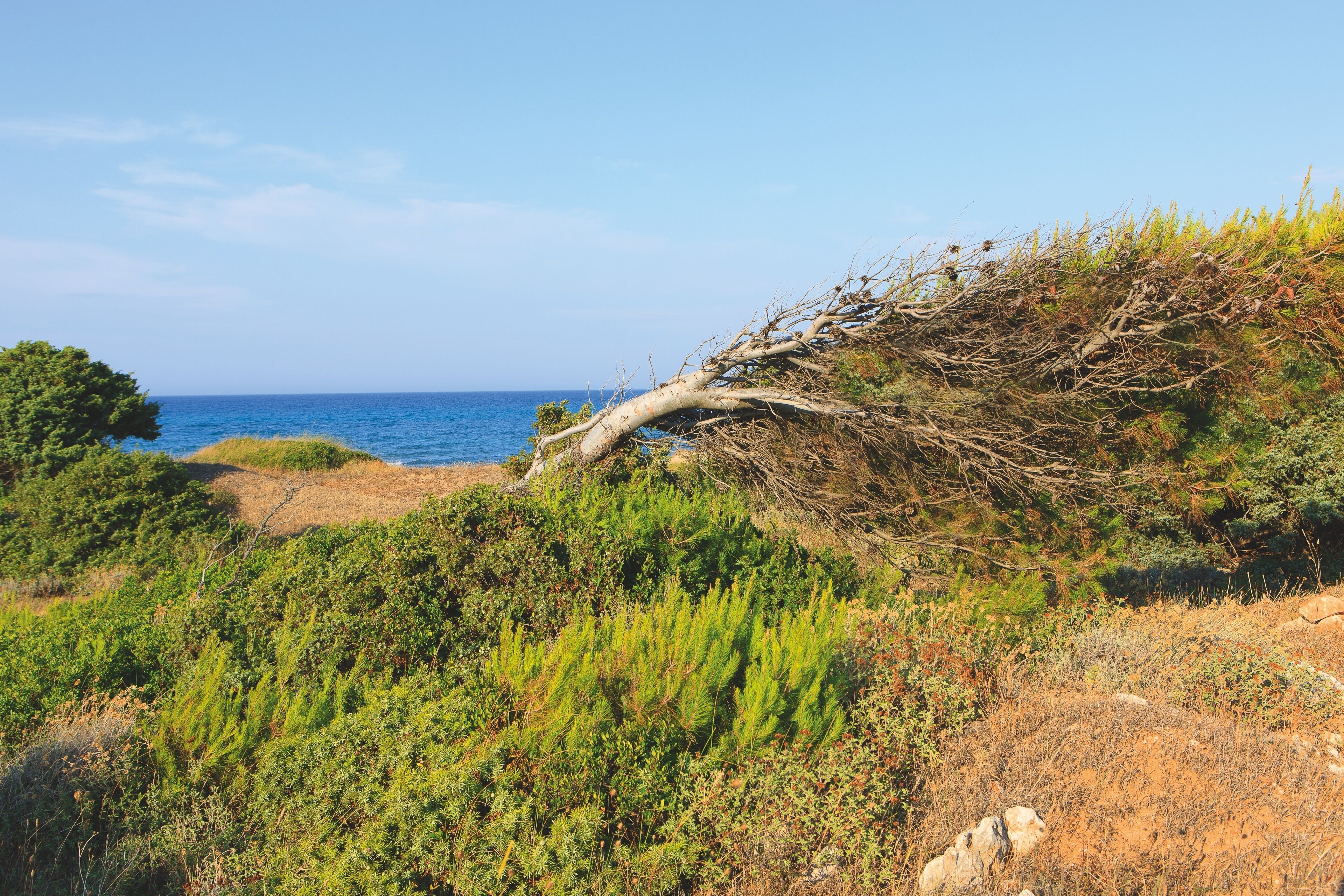 A coastal landscape with a fallen tree, dense greenery, and a clear view of the sea.