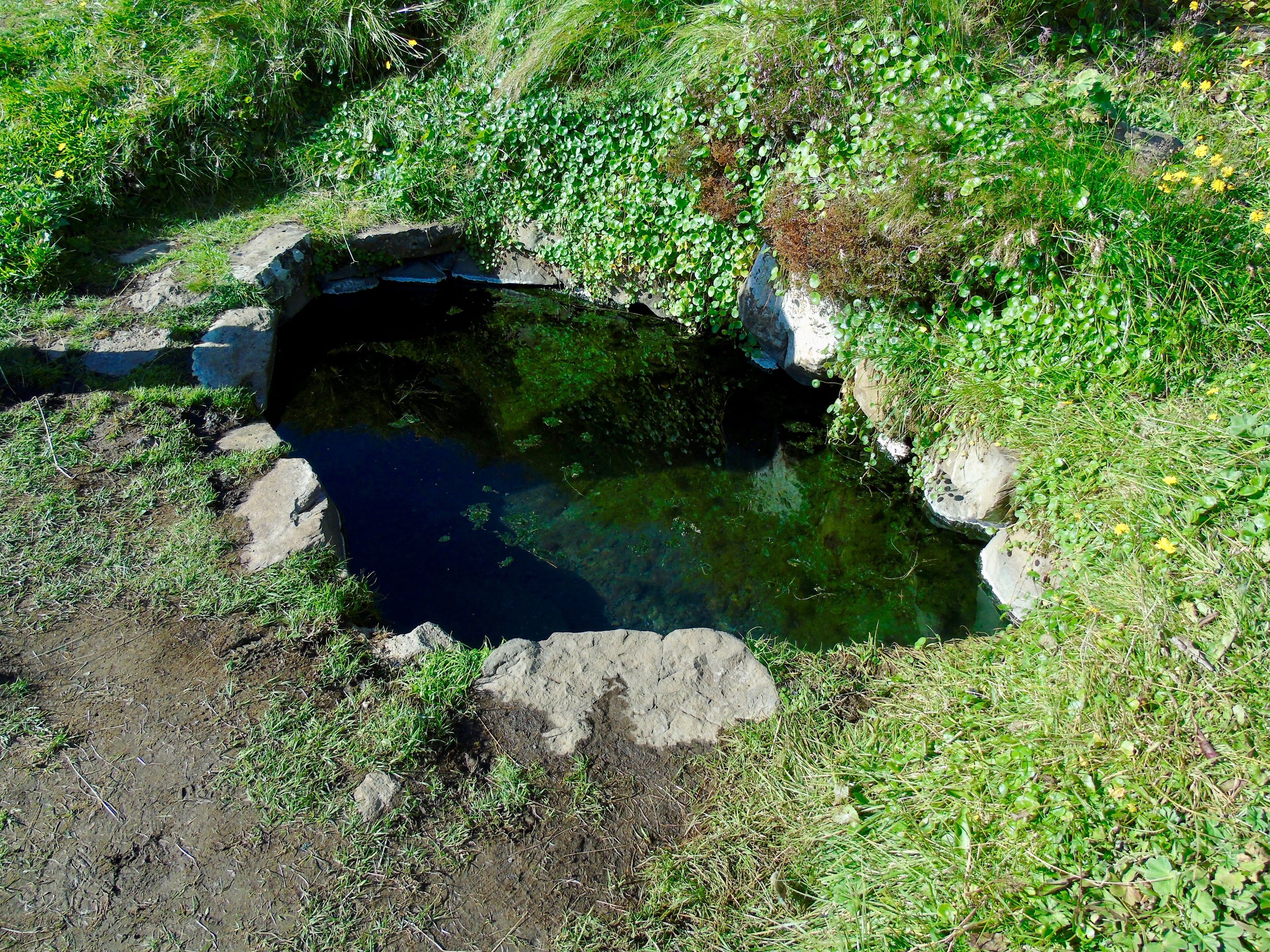 A natural pool surrounded by rocks and vegetation.