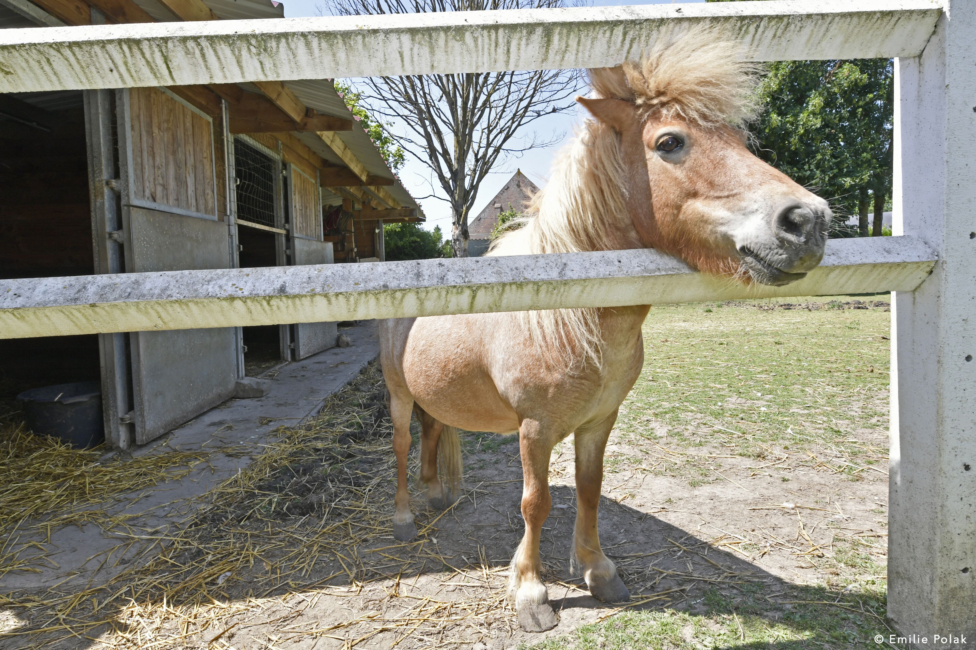 A horse standing behind a wooden fence in a stable area with hay on the ground.