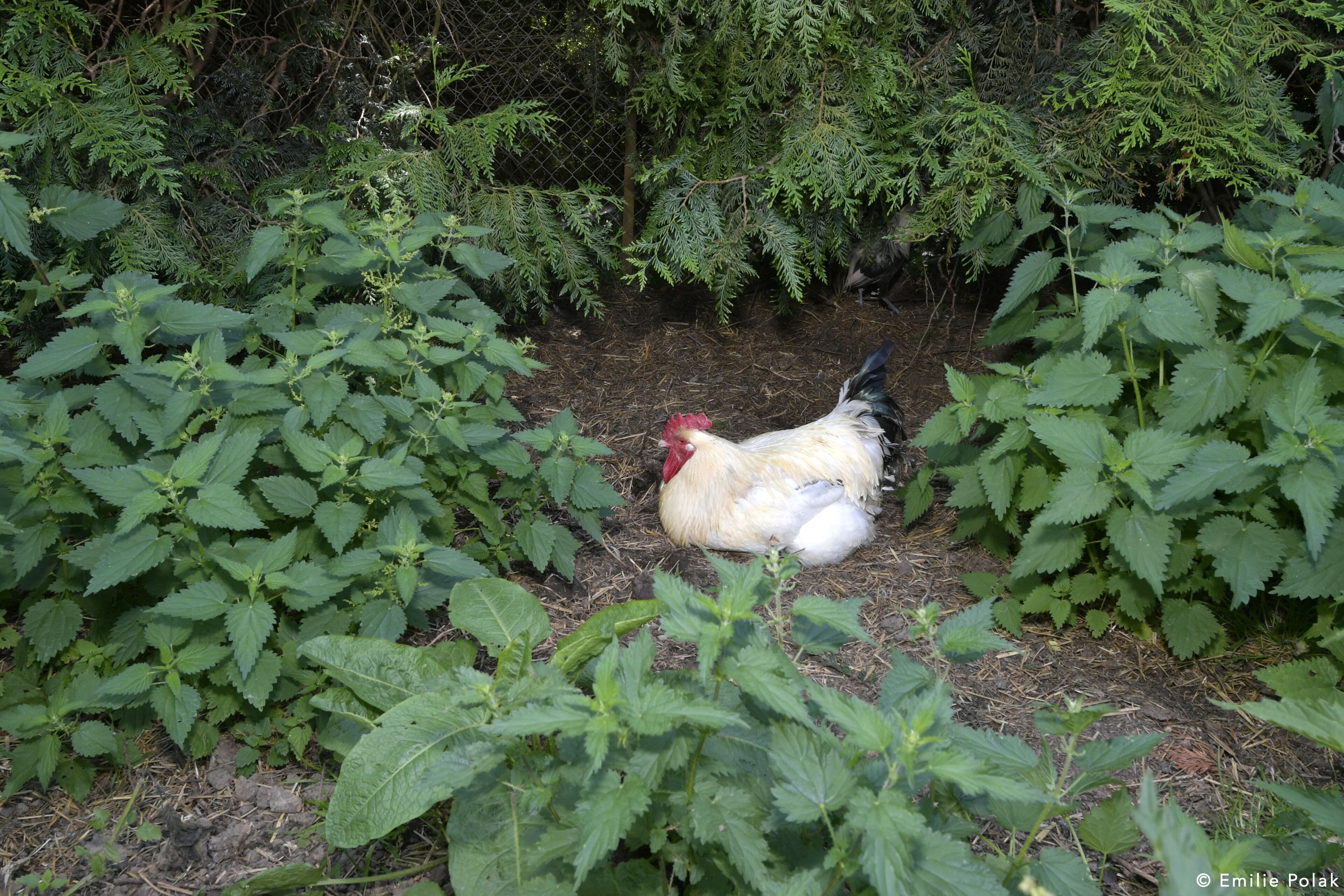 Uma galinha em um ninho, rodeada por folhagem densa.