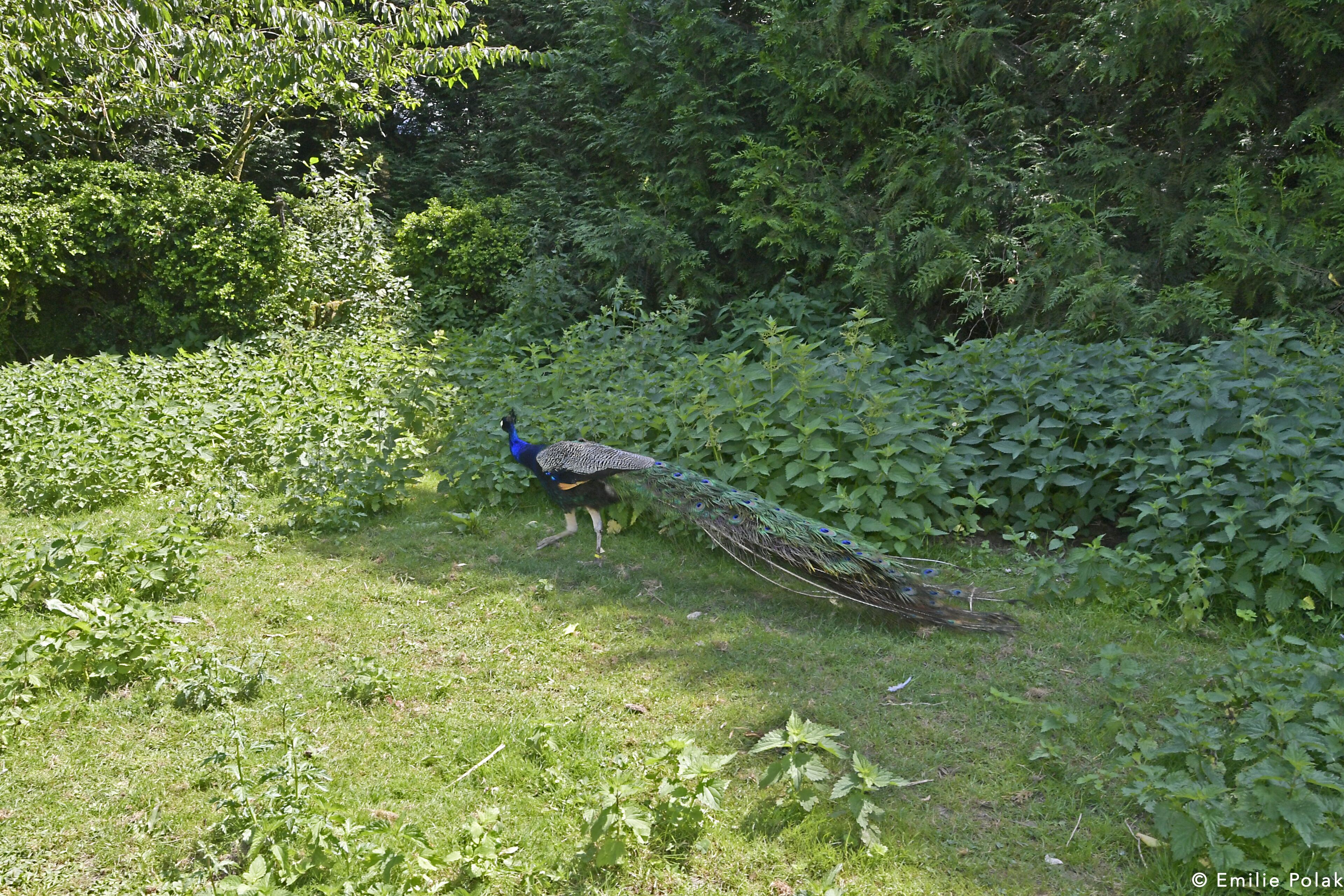 A peacock in a natural setting with dense foliage.