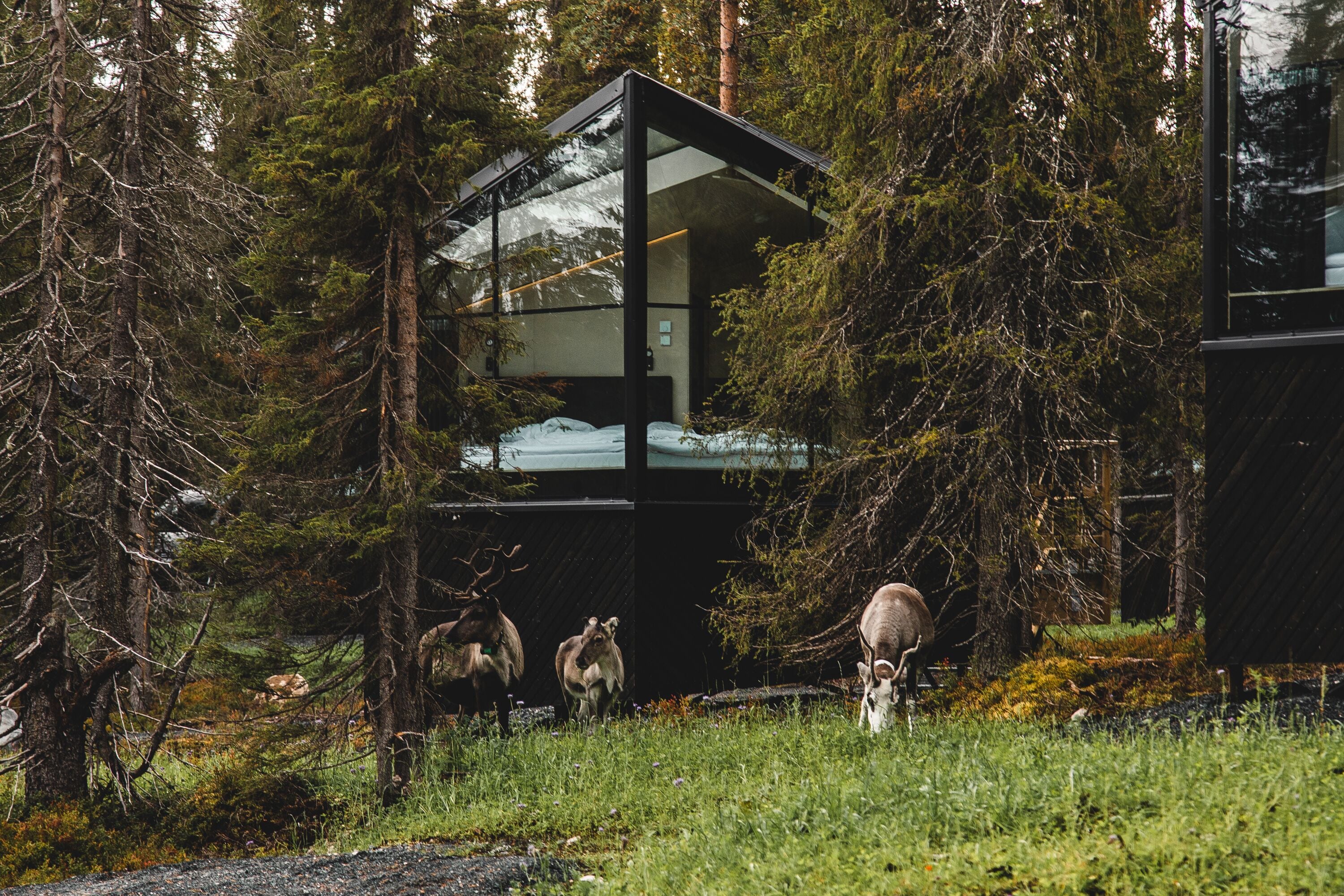 A modern glass structure surrounded by dense forest, with elk grazing nearby.