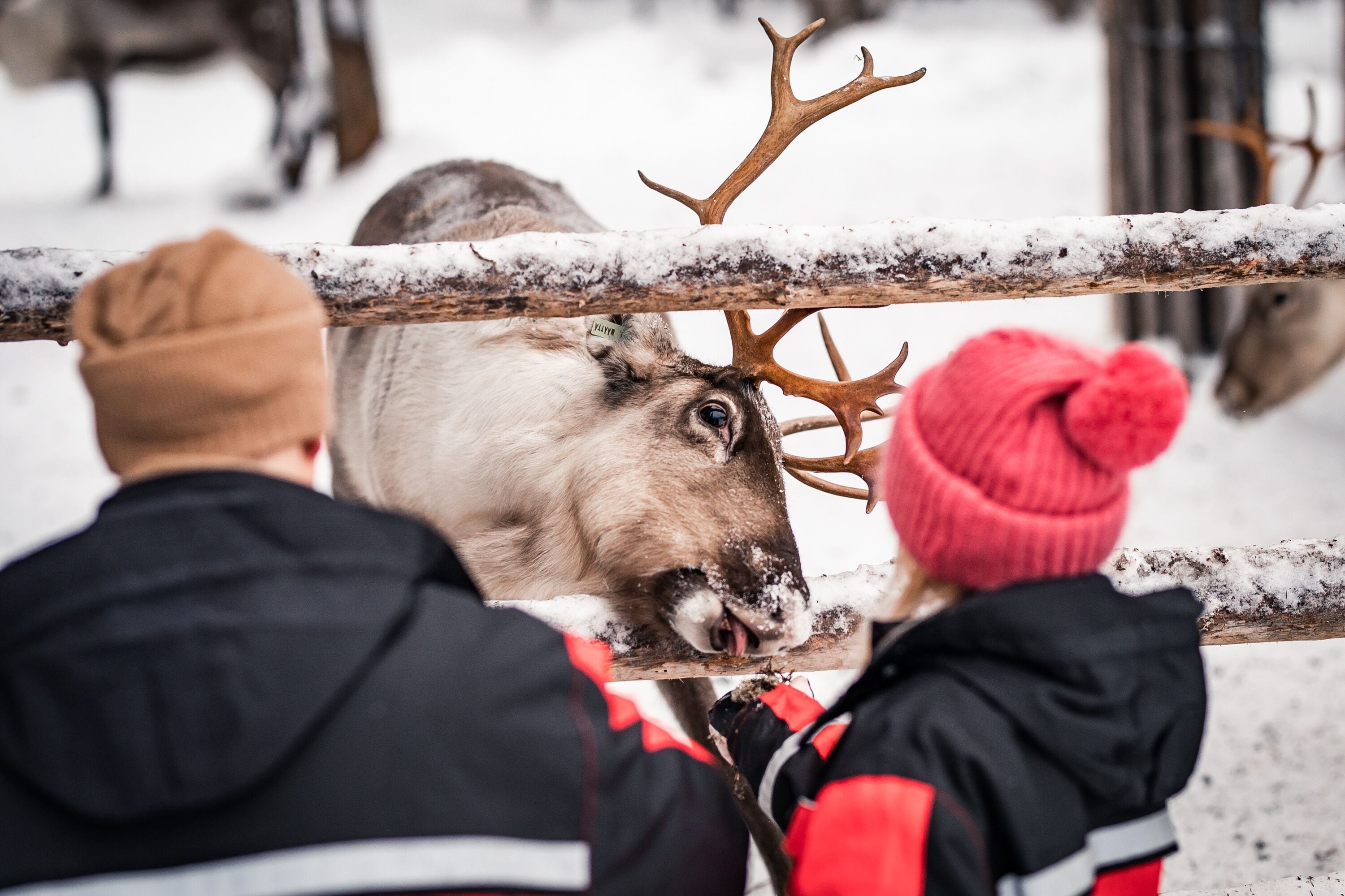 A person in a black and red jacket and a red beanie looking at a reindeer through a snow-covered fence.